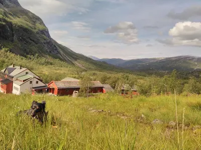 a dog laying in the grass in a field at Voss Mountain Lodge in Mjølfjell