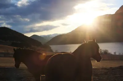 two horses standing in front of a body of water at Sygard Storrvik in Storrvik