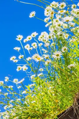a bunch of white flowers against a blue sky at Ullensvang Gjesteheim in Lofthus
