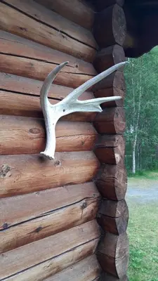 a branch on the side of a wooden wall at Weistad in Heidal
