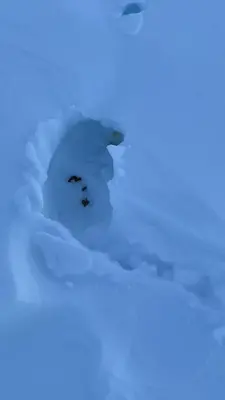 a polar bear walking through a hole in the snow at Bjerkely, Sjusjøen in Sjusjøen