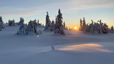 a group of trees in the snow with the sunset in the background at Bjerkely, Sjusjøen in Sjusjøen