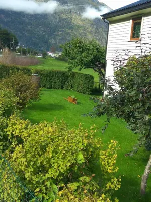 a yard with a dog laying in the grass next to a house at Apartment AliS in Tønjum