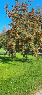 a tree full of red flowers in a green field at Bakken Gårdshus in Rendalen