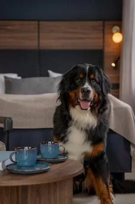 a dog sitting next to a table with two cups at Quality Hotel Waterfront in Ålesund