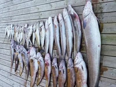 a bunch of fish are lined up on a wall at 8 person holiday home in Urangsvåg-By Traum in Ervik