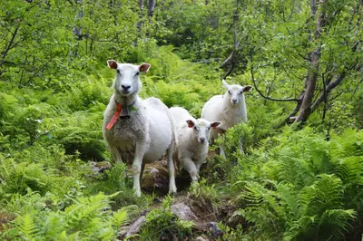 a group of three sheep standing in the grass at Skysstasjonen Cottages in Røldal