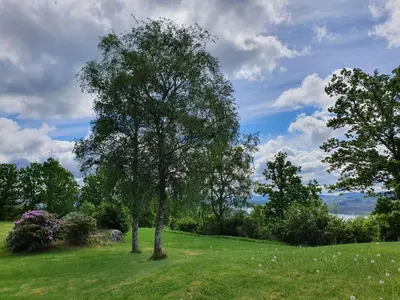 a tree in the middle of a green field at Westland Hotel in Lindås