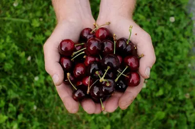 a person holding a bunch of cherries in their hands at Utne Hotel in Utne