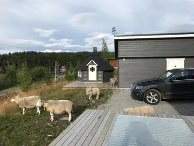 a group of sheep standing in a yard next to a car at Luxury Mountain Villa in Strandlykkja