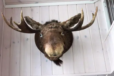 a moose head hanging on a wall at Luxury Mountain Villa in Strandlykkja