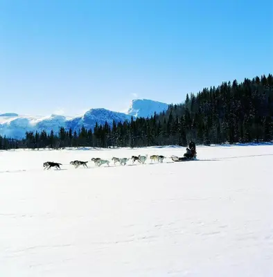 a herd of dogs walking in the snow at Fresh Familie Hytte Hemsedal with Outdoor Sauna in Hemsedal