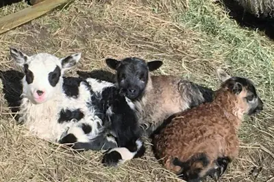 three baby lambs laying on the hay in a barn at Skjerping gård in Lonevåg