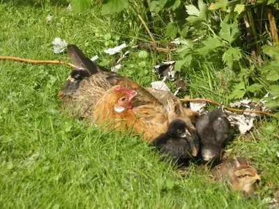 a group of chickens laying in the grass at Skjerping gård in Lonevåg