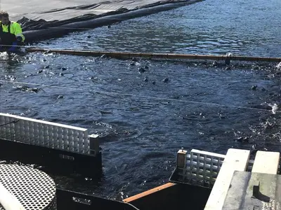 a group of ducks in the water on a boat at Øren Hotel in Høyanger