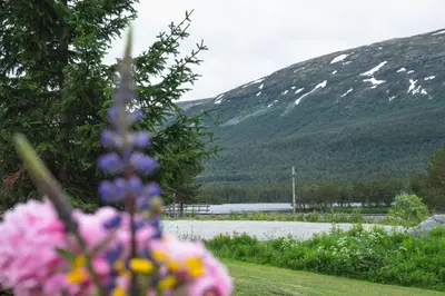 a bunch of flowers in front of a mountain at Lesjaskogsvatnet Camping in Lesjaskog