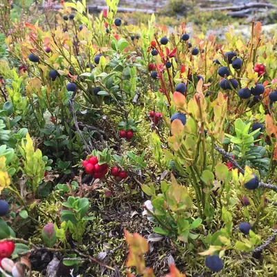 a field full of plants with red and blueberries at Sandviken Camping in Austbygdi