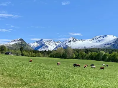 a herd of cows grazing in a field with snow covered mountains at Heinåli Hytta in Isfjorden