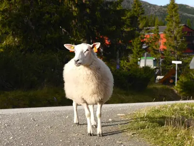 a sheep standing in the middle of a road at Rondane Høyfjellshotell in Mysusæter