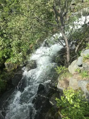 a stream of water with trees and rocks at Oppdal Alpintun in Oppdal