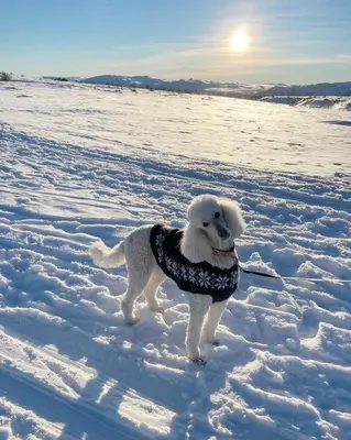 a white dog wearing a bandana standing in the snow at Torsetlia Cottages and Apartments in Uvdal