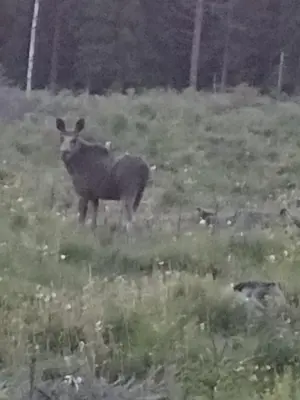 a cow standing in a field of grass at Presterudveien 125 in Vikersund