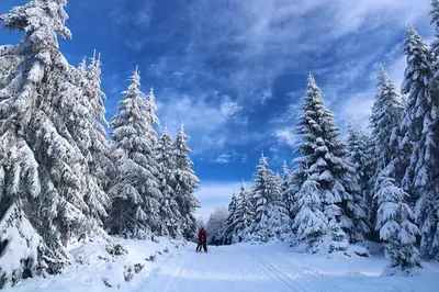 a person is skiing down a snow covered trees at Hunderfossen Cottages in Hafjell