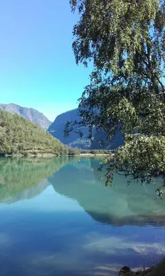 a view of a lake with a tree hanging over it at Vassbakken Kro og Camping in Skjolden