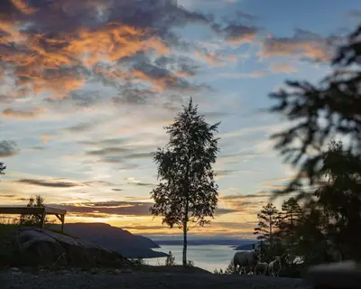 a sunset with a tree and animals in a field at Konglehytta 1 - 30 min fra OSL - Badstu - Utsikt - Romantikk in Strandlykkja