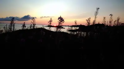 a sunset over a body of water with plants at Kuvågen 23 in Vågenes