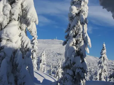 a snowboard is sitting on a snow covered tree at Koselig familiehytte sentralt på Skeikampen til leie in Svingvoll