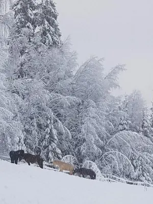 a group of cows standing in the snow at Lille Randklev Gæstehus in Ringebu