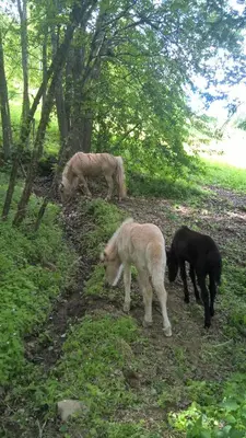 three horses and a dog grazing in a field at Lille Randklev Gæstehus in Ringebu