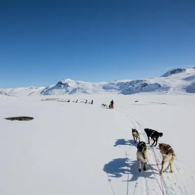 a group of dogs are walking in the snow at Ideal For Families 6 Bedrooms, Hot Tub And Sauna in Beitostøl