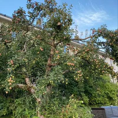a tree full of apples in front of a building at Landlig idyll med fjordutsikt in Valsøybotn