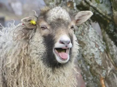 a sheep with a yellow tag in its ear at Tiny house with Fjordview! in Lauvstad
