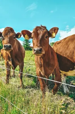 three cows standing in a field behind a fence at Sjoaasen Hytte in Tuddal