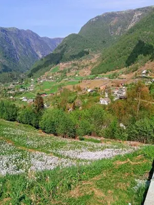 a field with white flowers on a mountain at Sognevegen 2242 in Haugsvær