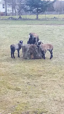 a group of sheep standing around a tree stump at Kjørsvik Øvre in Tornes