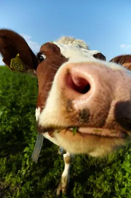 a close up of a cow sticking its tongue out at Husfrua Gårdshotell in Straumen