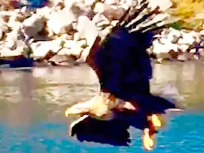 a large bird is flying over a body of water at 6 person holiday home in Urangsvåg in Steinsbø