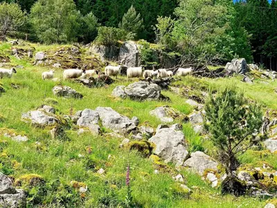 a herd of sheep grazing on a hill with rocks at Serene Waterfront Retreat-By Traum in Valevåg