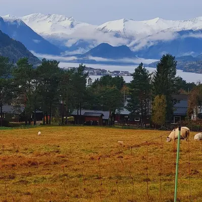two sheep grazing in a field with a fence at Romsdalseggen Camping in Isfjorden