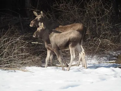 two deer standing next to each other in the snow at Cabin with great view close to town and ski area in Lillehammer
