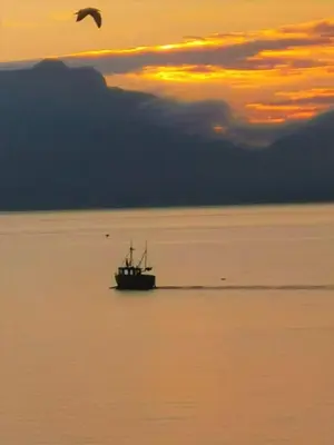 a boat in the water at sunset with a bird at feriehus ved sjøen in Tomrefjord
