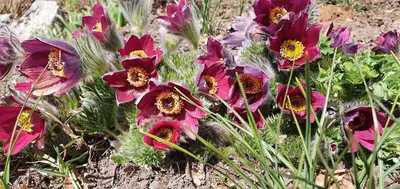 a group of purple flowers in the dirt at Ønskedrømmen hytteutleie in Brandbu