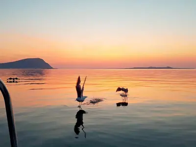 a group of birds in the water at sunset at 10 person holiday home in Brattvåg in Brattvåg