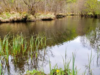 a river with grass and trees in the background at 4 person holiday home in Leirvik i Sogn in Leirvik