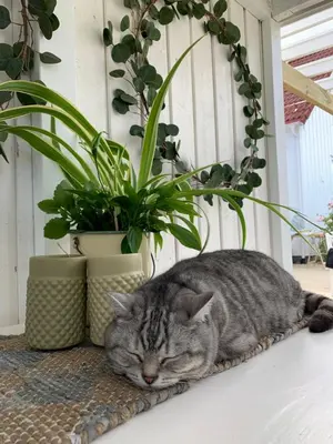 a cat sleeping on a mat next to some plants at The Gingerbread House in Lillehammer