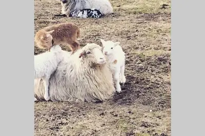 a group of sheep laying in a field at Skjerping gårdshus, in Lonevåg